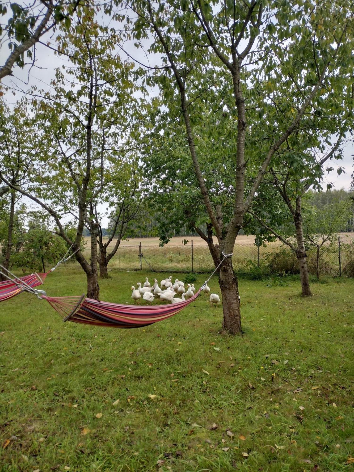 Apartmán Siedlisko Jelonki Urowo Exteriér fotografie